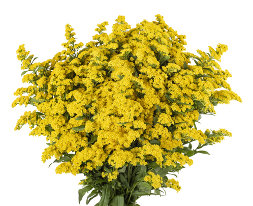 Golden Glory Premium