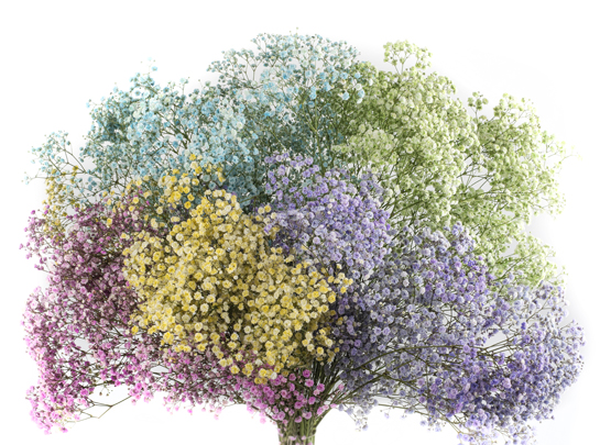 Tinted Gypsophila