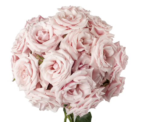 Pink Majolica