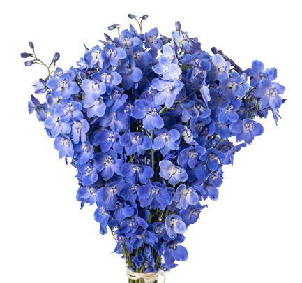 Delphinium Sea Waltz