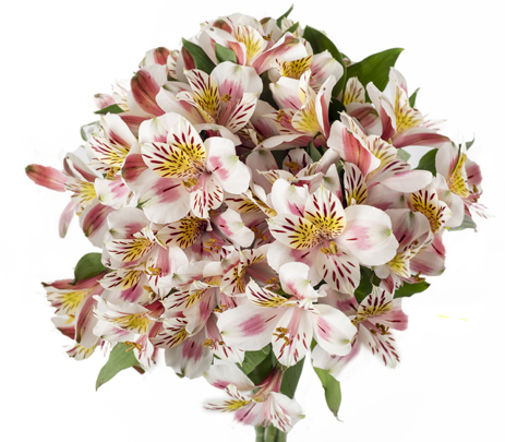 Bella Blossom