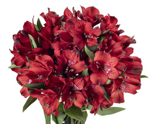 Red Delight
