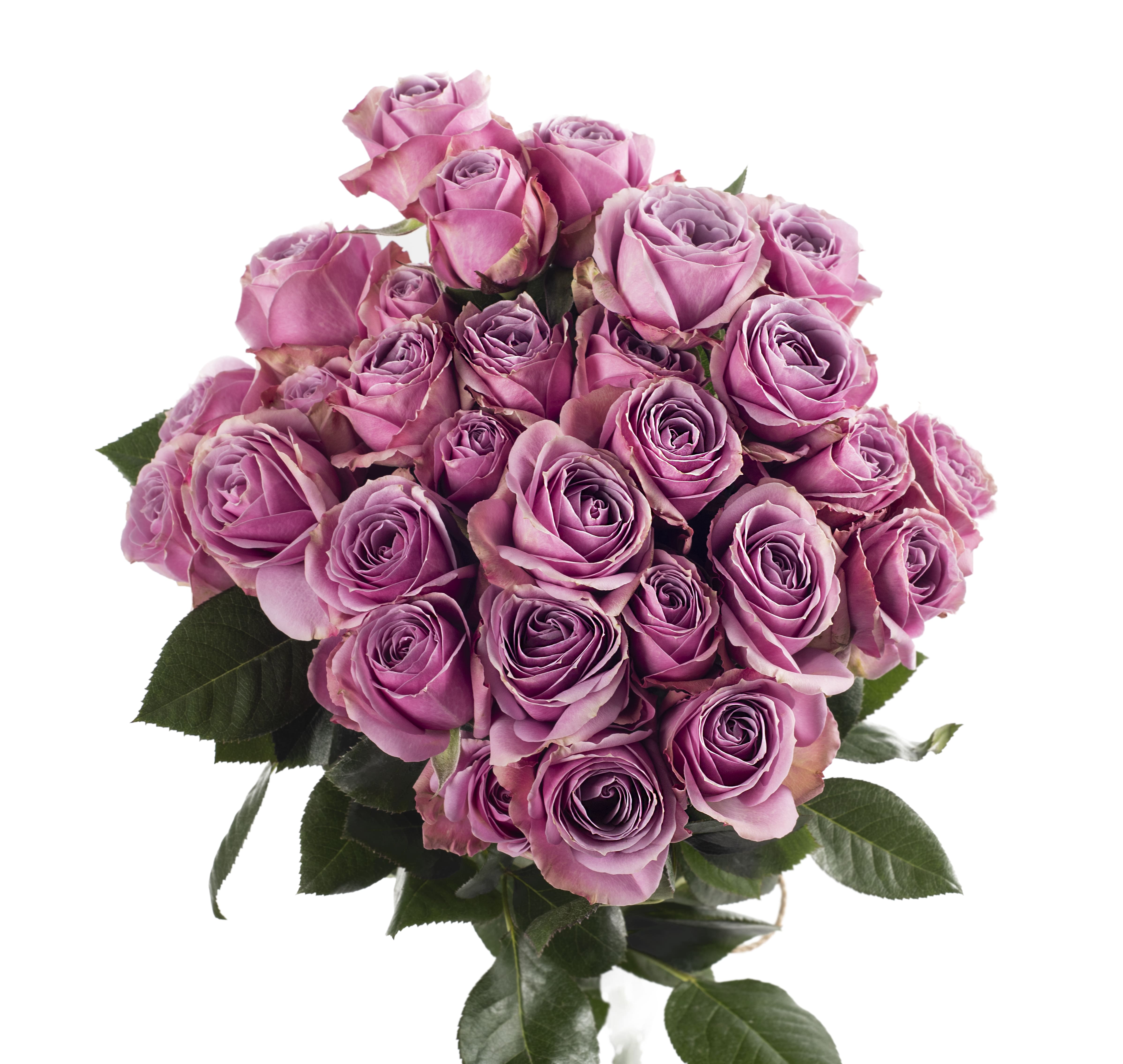 Lavander Irishka