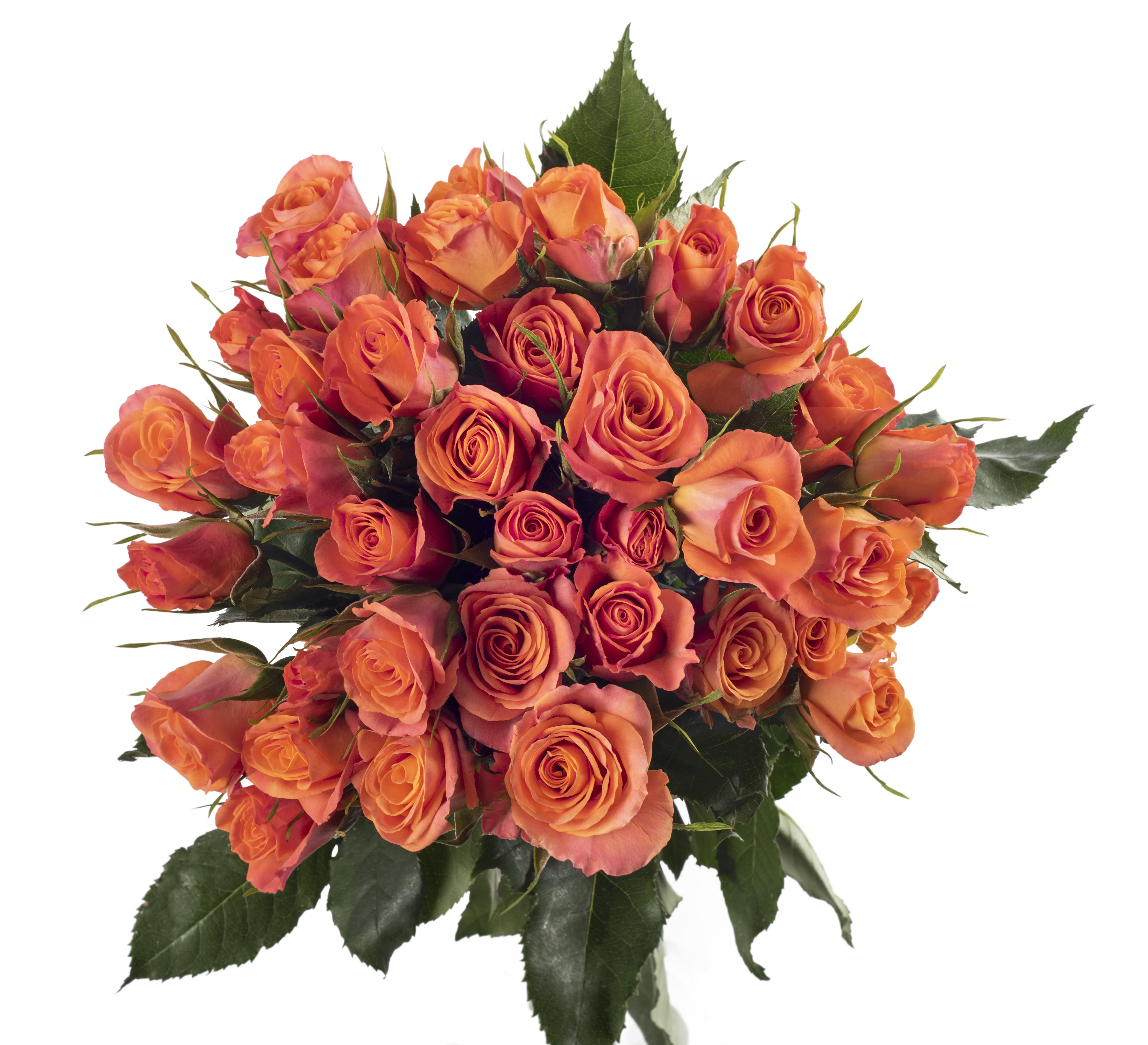 Orange Star