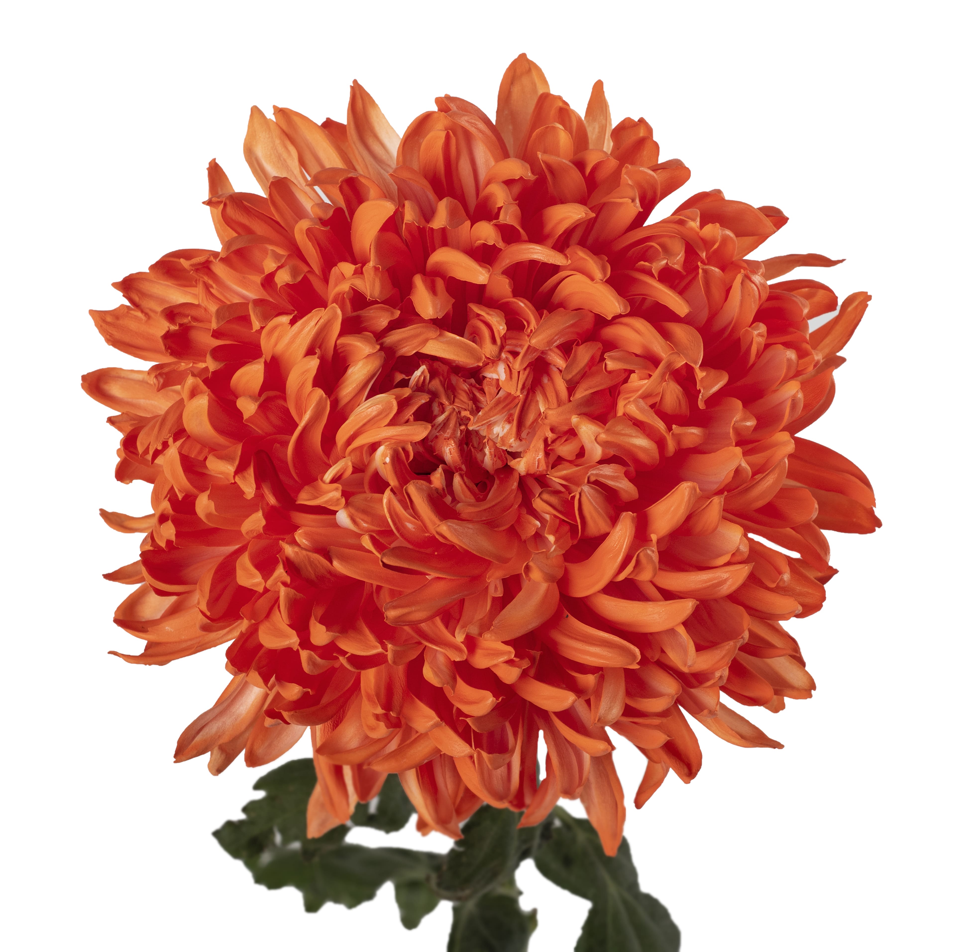 Tinted Cremon Orange