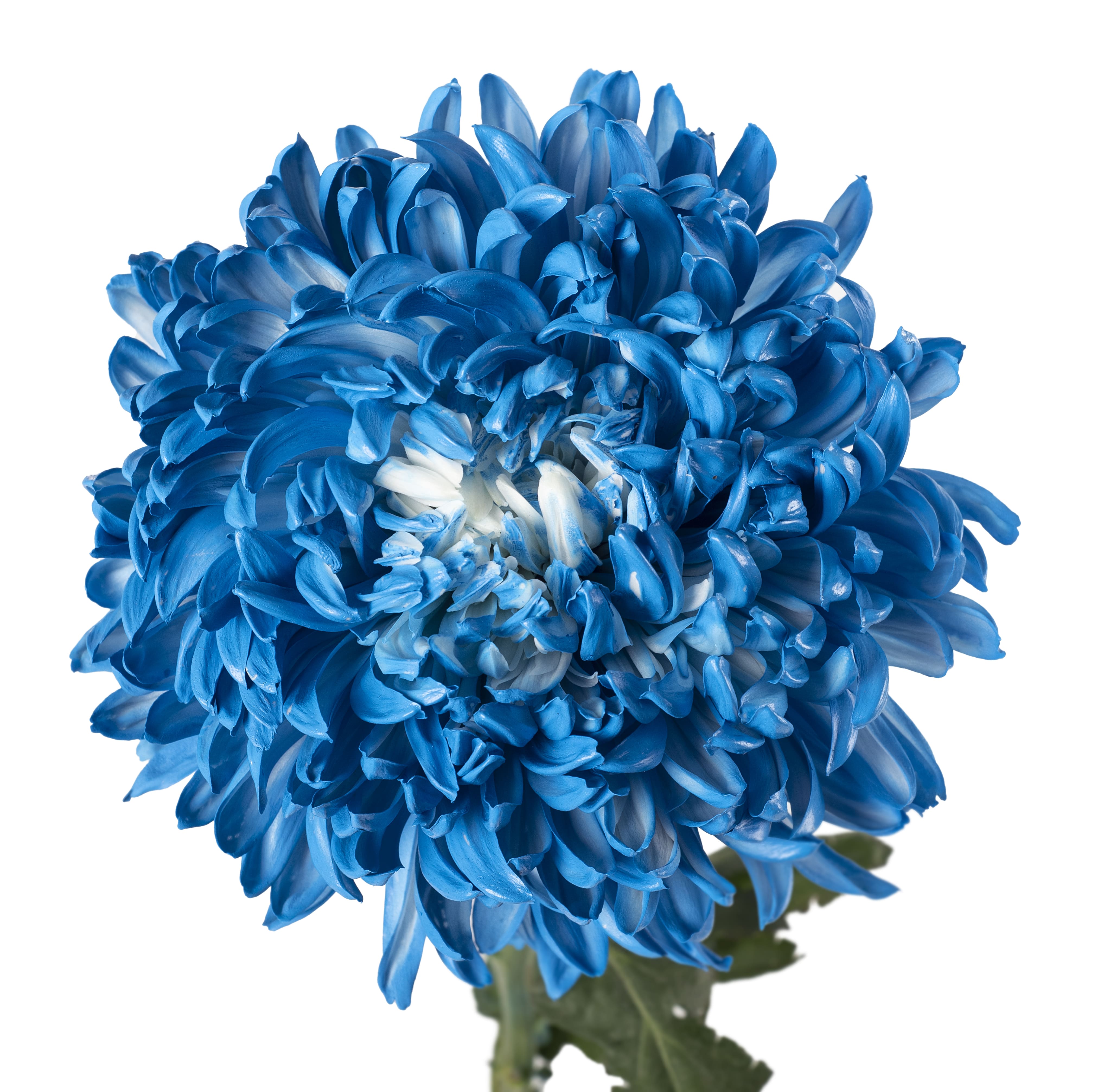 Tinted Cremon Blue 