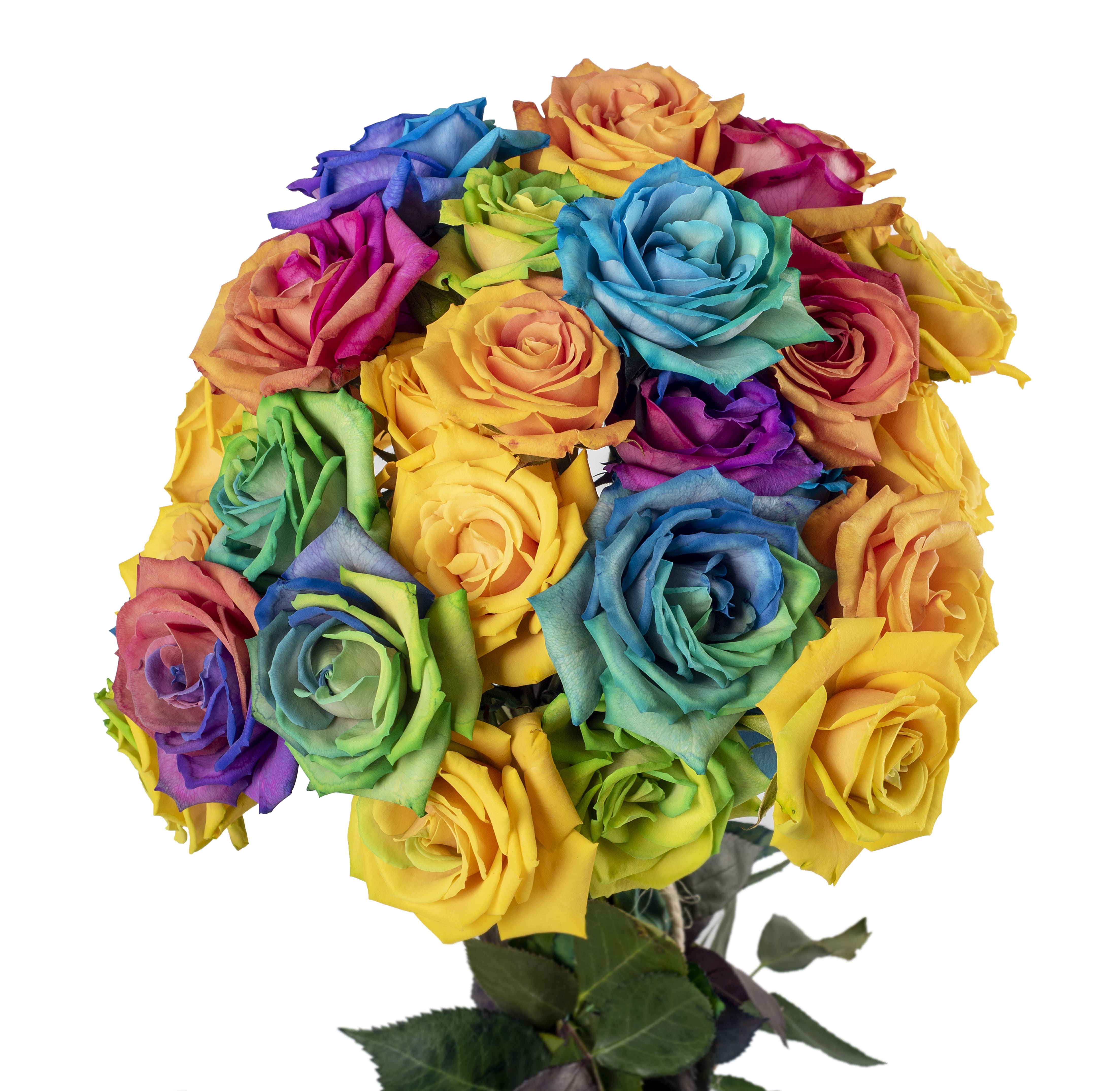 Rainbow Spray Rose