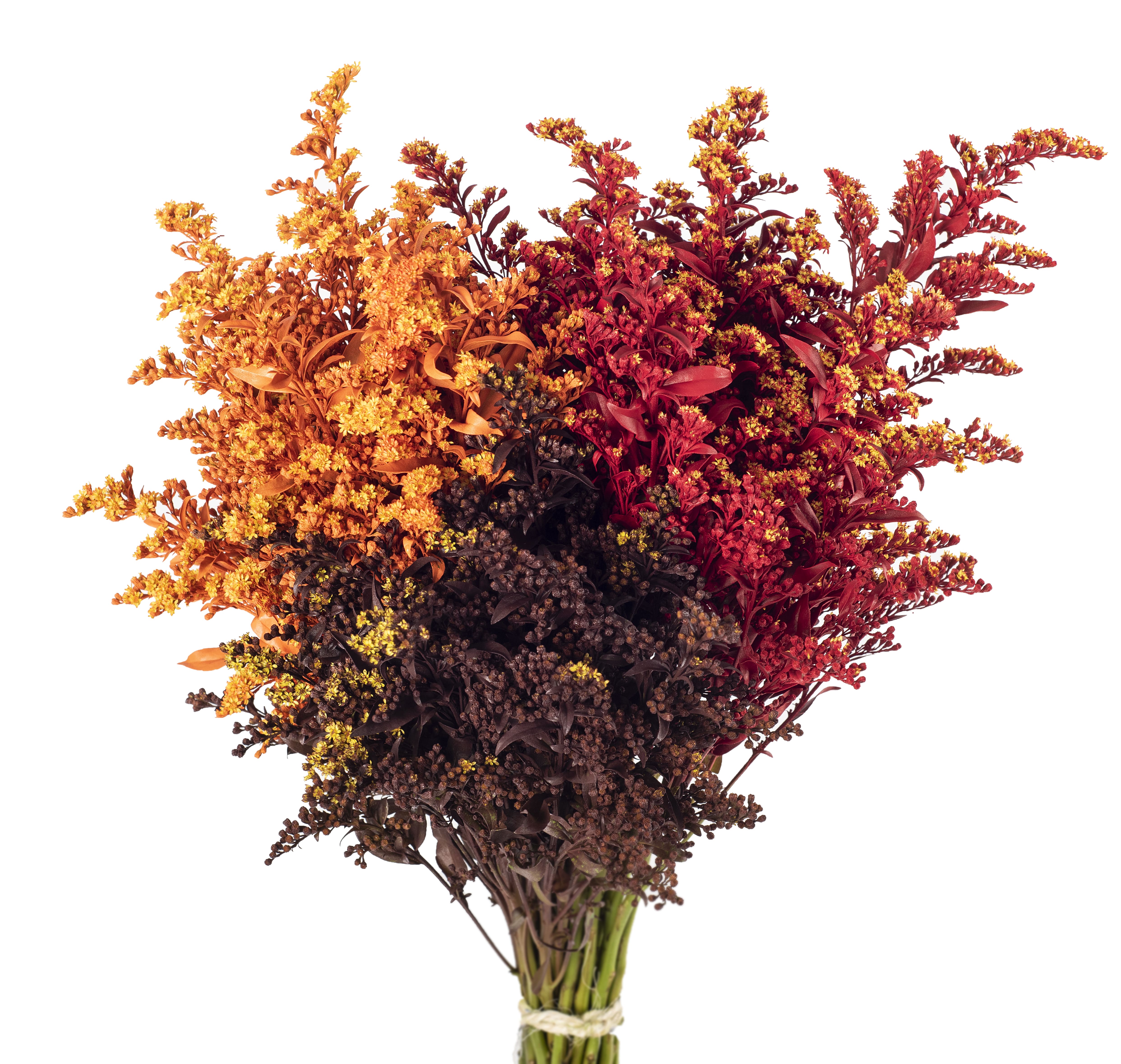 Tinted Fall Season Solidago 