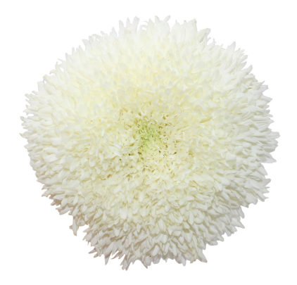 Etrusko White