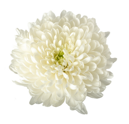 Zembla White