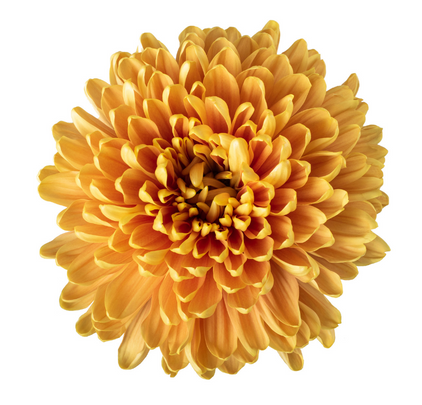 Rossano Orange