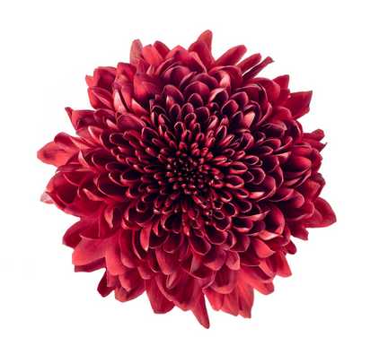 Velvet Red