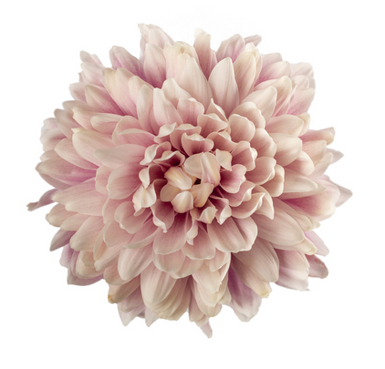 Salmon Pink