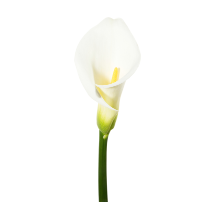 White Calla Lilies