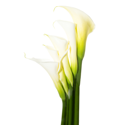 Staggered White Calla Lilies