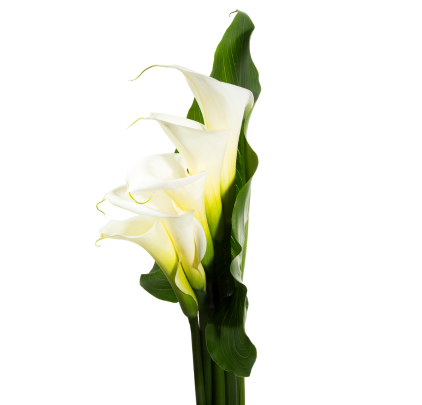 White Callas Bouquet