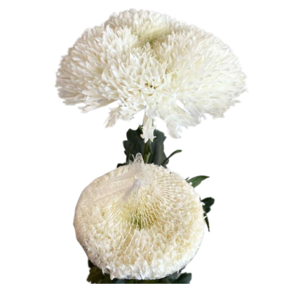 Etrusko White