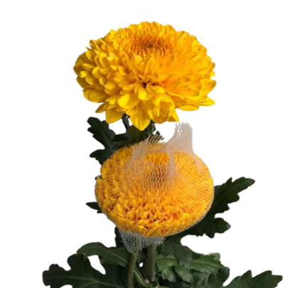 Paladov Sunny