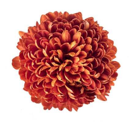 Virginia Red