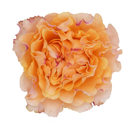 Campanella Peach