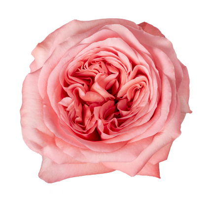 Pink Xpression